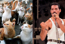 Cats Freddie Mercury
