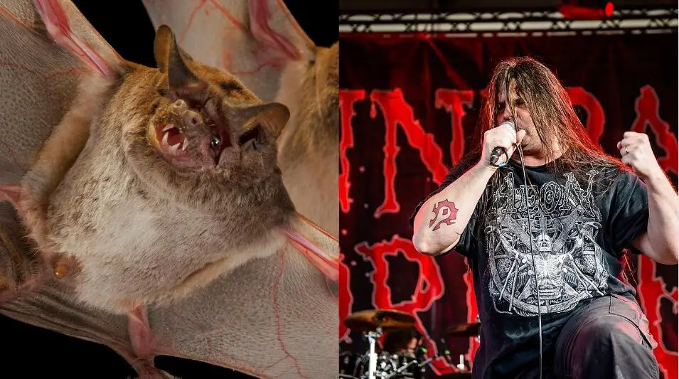 Bats Corpsegrinder